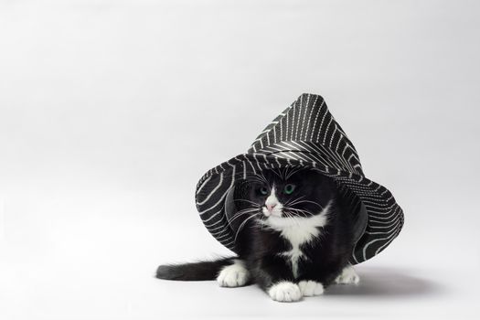 black kitten with white paws under a striped black hat