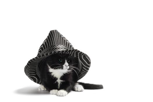 little black and white kitten is hiding under a hat on a white background in isolation close up