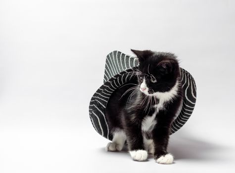 little cat kitten with white and black fur peeking out from under the hat