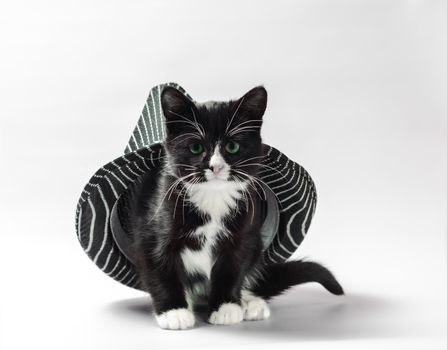 cat under hat black kitten with white paws with striped headdress