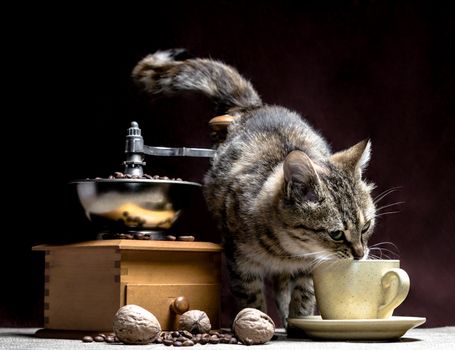 small gray kitten with a yellow coffee cup and a retro coffee grinder with coffee grains and walnuts