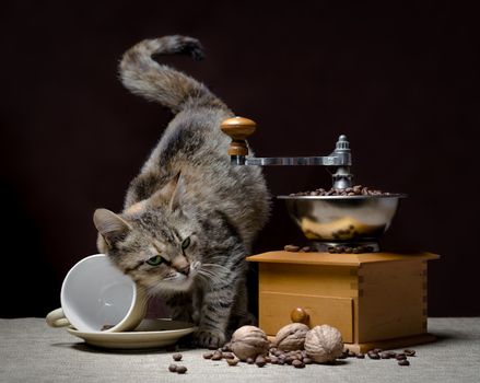 gray cat with green eyes turned over a coffee cup next to a vintage coffee grinder and grains of coffee with nuts on a dark background