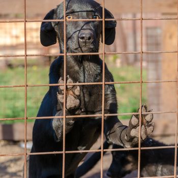 black mongrel puppy came paws on the lattice of his cage