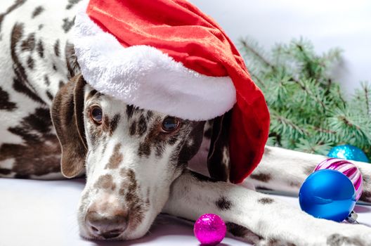 spotted Dalmatian dog in a New Year Christmas hat against a white background next to a fir branch and festive toys with glass balls