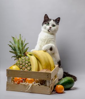 little kitten with black and white fur and green eyes with exotic fruits pineapple banana coconut avocado and orange