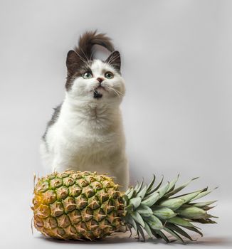 little kitty with black and white fur and green eyes with pineapple