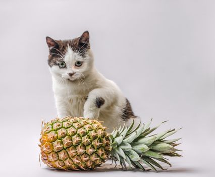 little kitty with black and white fur and green eyes with pineapple
