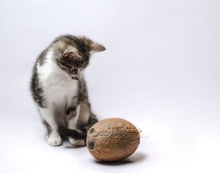 gray kitten with coconut on a light background
