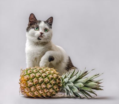 little kitty with black and white fur and green eyes with pineapple