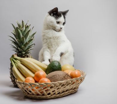 kitten with black and white fur next to a fruit basket