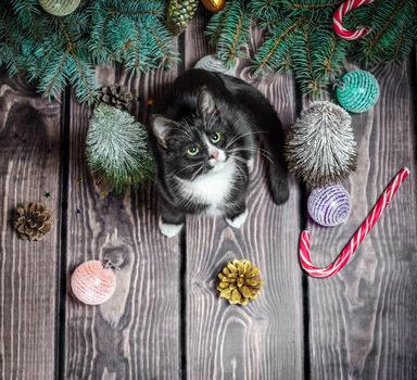 New year flat lay
black and white cat on a wooden floor with Christmas decorations and green fir branches