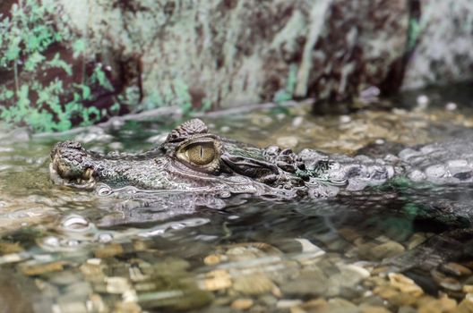 crocodile swims in the water close up