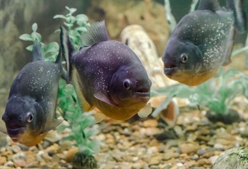 three piranha fish swim in the water close up