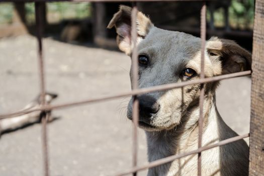 mongrel dog with sad eyes sitting in a cage