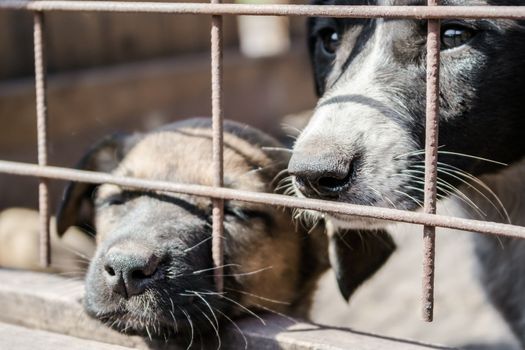 mongrel dog with sad eyes and a puppy mongrels peeking out of the cage