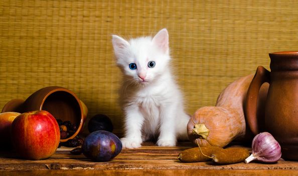autumn still life white blue-eyed fluffy kitten sitting on a wooden table in the clipping of vegetables fruits and clay mugs