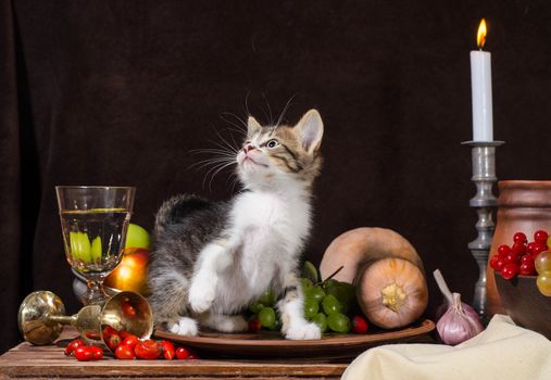 still life tabby kitten sitting and playing in a clay plate on a dark background