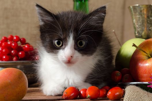 still life black and white kitten among fruits