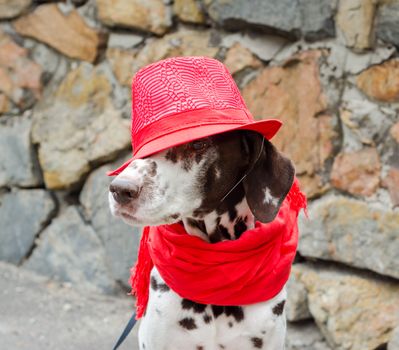 spotted Dalmatian dog in a red hat and a scarf with tassels sits on the background of a wall of decorative stone