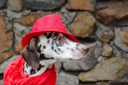 spotted Dalmatian dog in a red hat and a scarf with tassels sits on the background of a wall of decorative stone