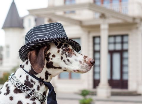 spotted Dalmatian dog in a striped hat and tie against the background of the building