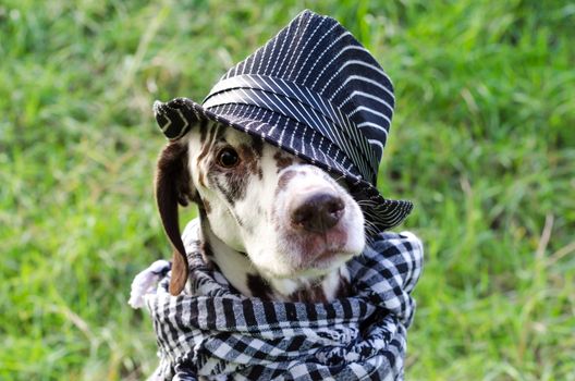 Dalmatian dog with brown spots in a striped hat and a plaid scarf around his neck looks sad at the camera against the background of green grass.