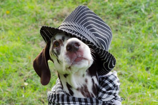 Dalmatian dog with brown spots in a striped hat and a plaid scarf around his neck looks imploringly at the camera against the background of green grass.