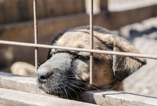 mongrel dog puppy with sad eyes looks out of the cage