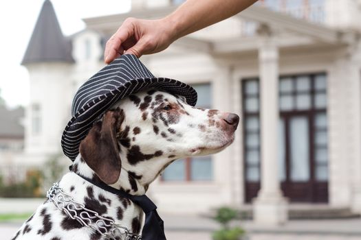 spotted Dalmatian dog in a striped hat and tie against the background of the building