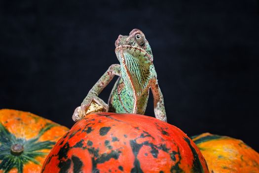 green female Yemeni chameleon sits on a bright orange pumpkin