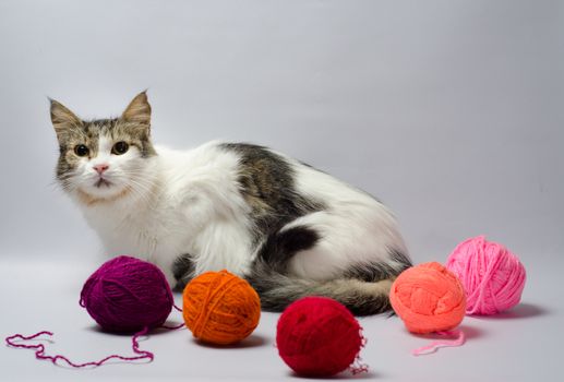 white spotted cat among multi-colored balls of wool yarn on a gray background