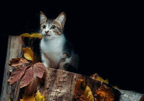tabby kitten on a wooden stump with autumn leaves on a balck background