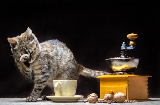 tabby color cat on the table along with a coffee grinder a cup of grains and nuts