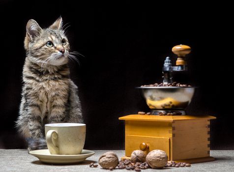 tabby color cat on the table along with a coffee grinder a cup of grains and nuts