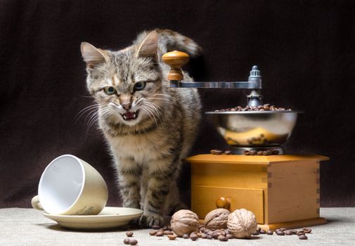 offended tabby color kitten sits near a manual coffee grinder and coffee grains