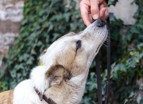 mongrel dog sniffs the owner's man's hand with a leash on the background of green ivy
