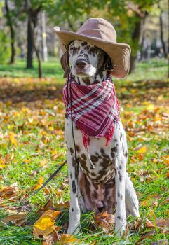 Male Dalmatian dog in a brown cowboy hat and red plaid against the background of yellow autumn fallen leaves
