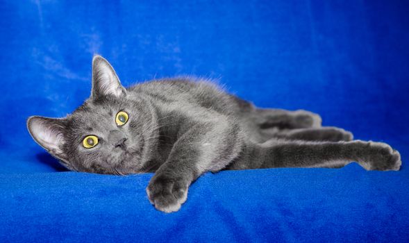 gray shorthair cat plays on a bright blue background