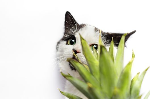 black and white kitten nibbles on green leaves of pineapple