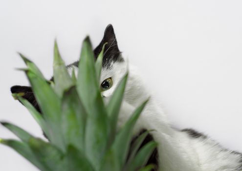 black and white kitten nibbles on green leaves of pineapple