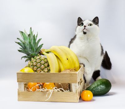 cat with black and white fur and green eyes with exotic fruits pineapple banana coconut avocado and orange