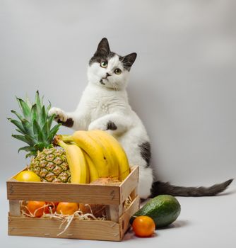 cat with black and white fur and green eyes with exotic fruits pineapple banana coconut avocado and orange