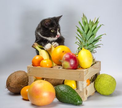 black and white cat guards a wooden box with exotic fruit