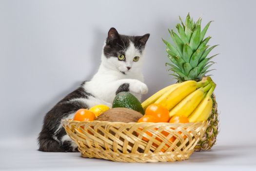 black and white cat raised a paw over a basket of tropical fruits