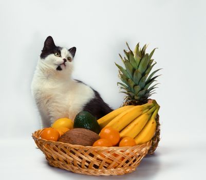 black and white cat raised a paw over a basket of tropical fruits
