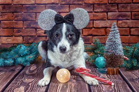 black and white adult dog in Christmas false ears