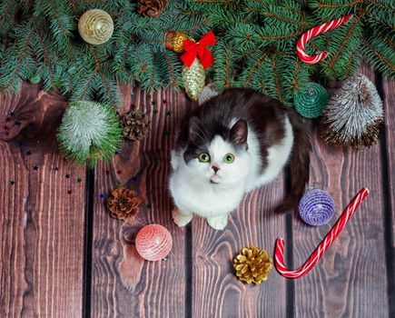 Christmas flat lay gray and white kitten on a wooden floor with Christmas decorations and green fir branches