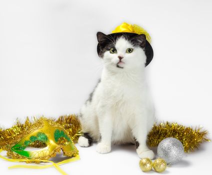 black and white kitten in christmas fancy dress hat
