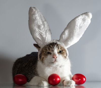 angry Easter cat in rabbit ears guards three red eggs