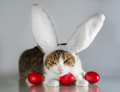 angry Easter cat in rabbit ears guards three red eggs